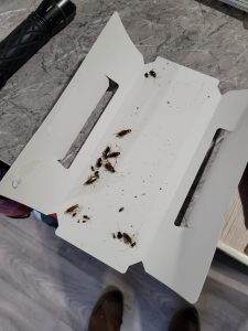 Read more about the article Cockroaches on Monitoring Trap